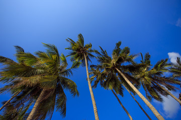 Fototapeta na wymiar Palm tree with sunny day. Jungle of Thailand. Koh Samui island.