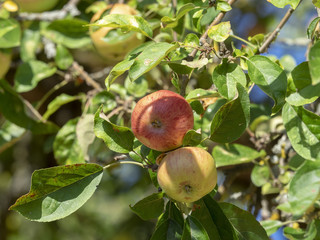 Pommes et pommiers de culture biologique.