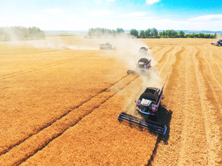 Harvester machine working in field . Combine harvester agriculture machine harvesting golden ripe wheat field. Agriculture. Aerial view. From above.