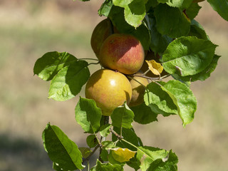 Pommes et pommiers de culture biologique.