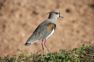 southern lapwing bird