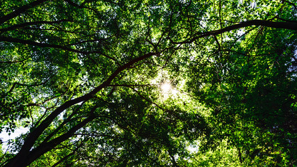 the sun through the trees