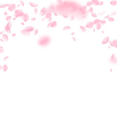 Obraz na płótnie Canvas Sakura petals falling down. Romantic pink flowers falling rain. Flying petals on white square backgr