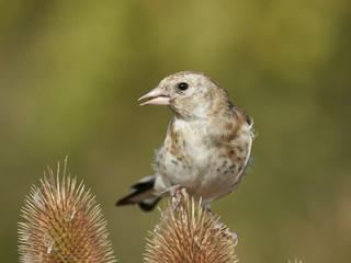 European goldfinch (Carduelis carduelis)