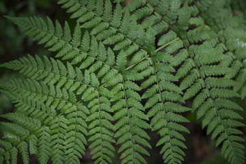 Fern in the forest