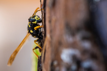 Nahaufnahme einer Wespe auf Baumrinde