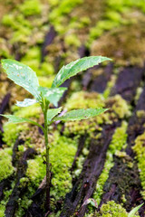 Perseverance