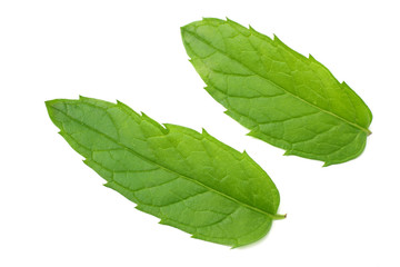 Fresh mint leaves isolated on white background