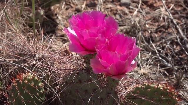 Flowering cactus plants, Pink flowers of Opuntia sp. (polyacantha) in Canyonlands National Park, Utha