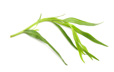 Tarragon leaves ( Artemisia dracunculus ) isolated on white background