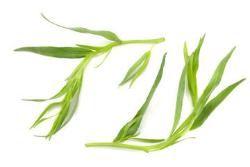 Tarragon leaves ( Artemisia dracunculus ) isolated on white background