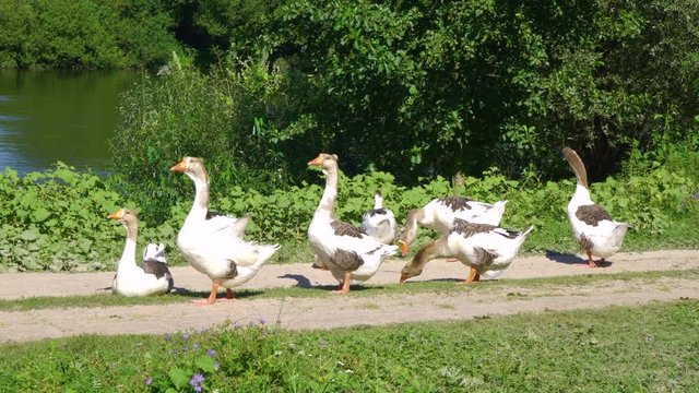 Group of calm domestic geese feeding happily outdoors in countryside. Real time 4k video footage.