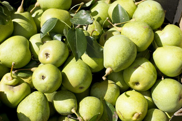 green pears close-up