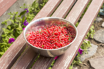 metal bowl with red currant berries lying on the bench