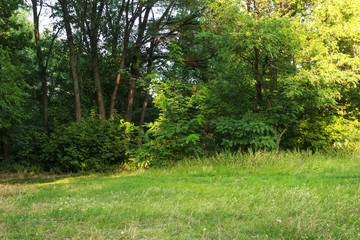 Fototapeta premium green glade in front of the forest