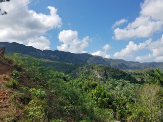 closed forest in Pinar del Rio