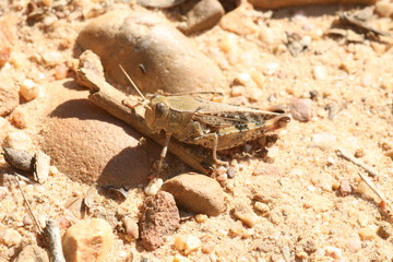 Saltamontes