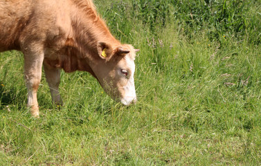 brown cow pasture on green meadow