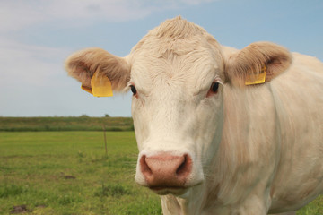 portrait white cow looking into camera