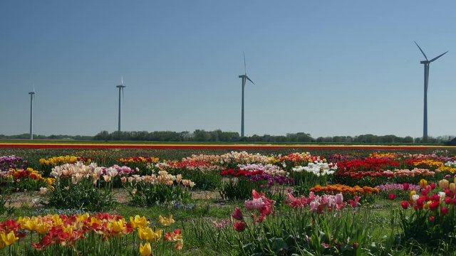 Campagna in Olanda fioritura dei tulipani