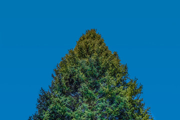 White Spruce Tree top and blue sky in Camp Sherman