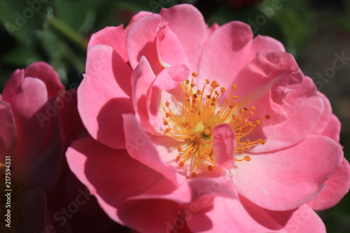 Pink Flower With Developing Petals And Yellow Stamens In The Bud Pink Flower With Developing Petals And Yellow Stamens In The Bud Center