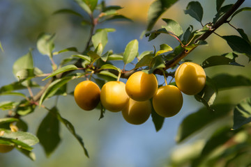 A group of yellow mirabelle plums on a twig of a plum tree