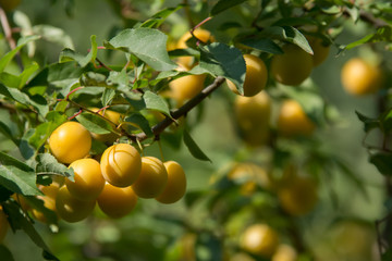 A cluster of yellow mirabelle plums on a branch of a plum tree