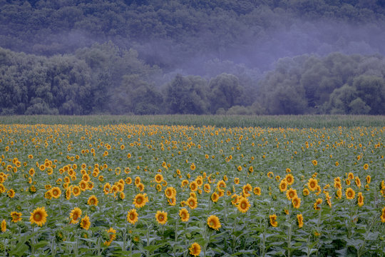 Sunflower field on the farm at sunset after the storms