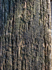 Wood Texture