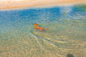 Obraz premium a dog swimming in the sea at Nai Harn beach Phuket