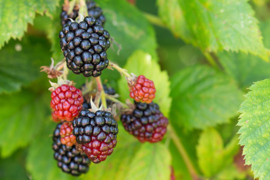 ripen on a bush in a blackberry orchard.