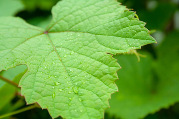 Leaf of grapes with drops