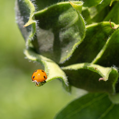 Coccinelle en équilibre