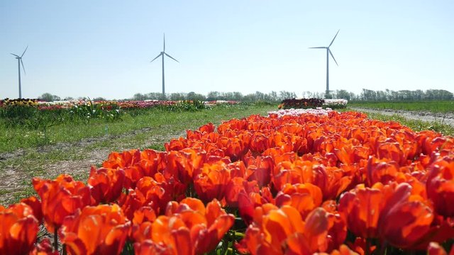 Campagna in Olanda fioritura dei tulipani