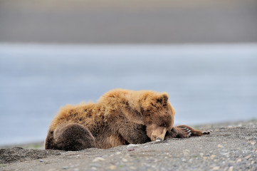 Sleeping grizzly bear on beach