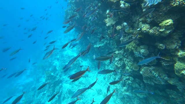 School of Yellowfin goatfish Mulloides vanicolensis