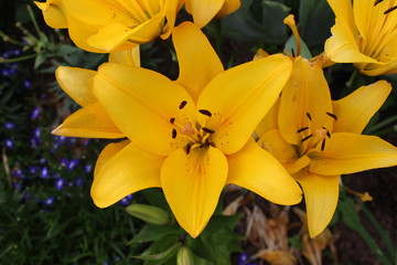 Yellow lily flower