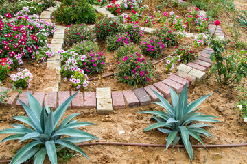 Flowerbed, drip irrigation system in park of Israel