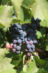 Grape branch close up