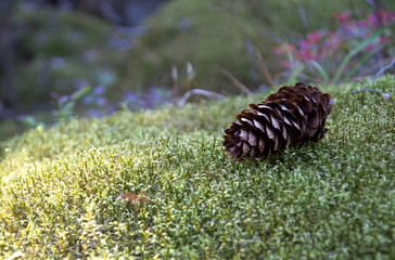 A pine cone lies on the sunlit forest moss at sunset.