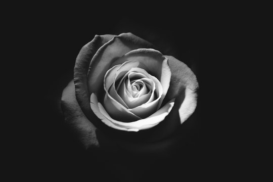 Isolated rose black and white