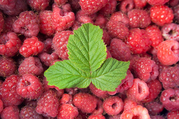 Green leaf of raspberry