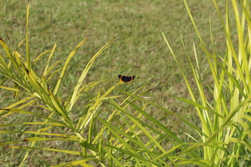 Borboleta solitária
