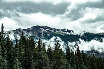 Obraz premium Mountains and Pines