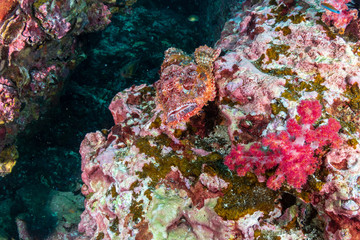 Well camouflaged Scorpionfish hiding on a tropical coral reef