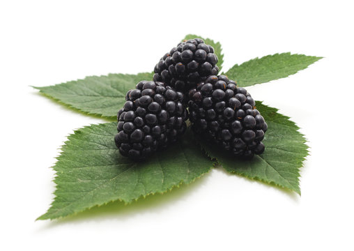 Ripened blackberry on the leaf.