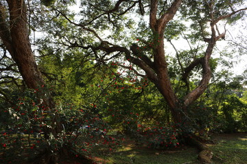 Obraz premium Paz florestal