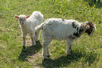 Two goatlings