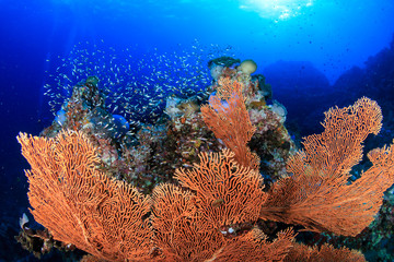 A beautiful, colorful tropical coral reef covered in delicate soft and hard corals